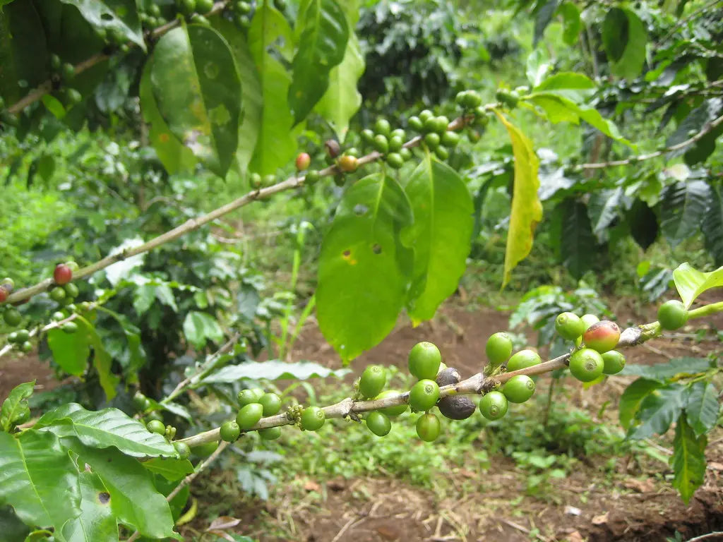 Compostable Coffee Pod: Indian Parchment - Strong