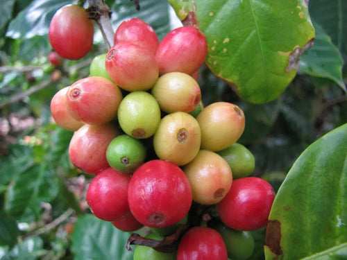 Compostable Coffee Pod: Three Mountain - Medium