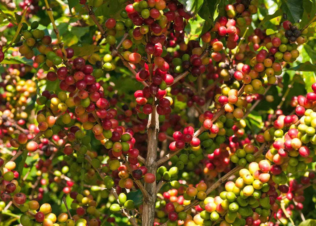 Compostable Coffee Pod: Daterra - Medium